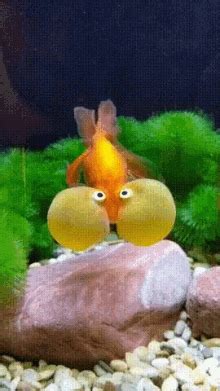 70 Insanely Funny Fish Jokes For 2025 .